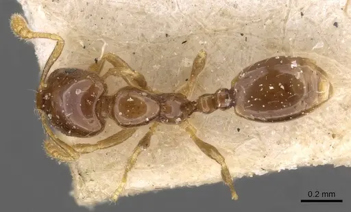 Monomorium antipodum specimen CASENT0908689 image casent0908689_1