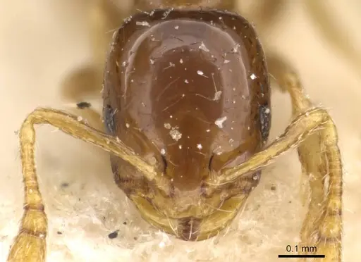 Monomorium antipodum specimen CASENT0908689 image casent0908689_2