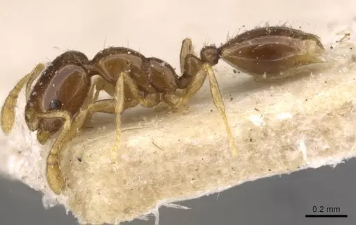 Monomorium antipodum specimen CASENT0908689 image casent0908689_3
