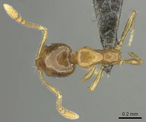 Monomorium arboreum specimen CASENT0235534 image casent0235534_1