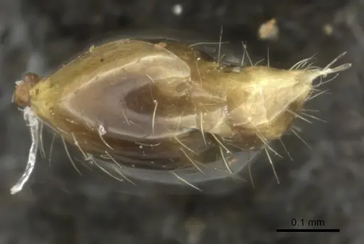 Monomorium arboreum specimen CASENT0235534 image casent0235534_2