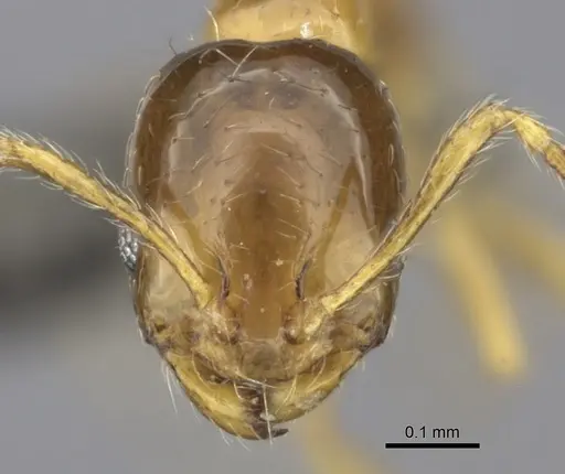 Monomorium arboreum specimen CASENT0235534 image casent0235534_3