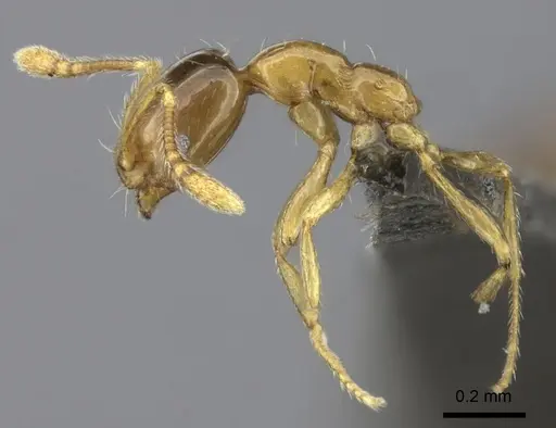 Monomorium arboreum specimen CASENT0235534 image casent0235534_4