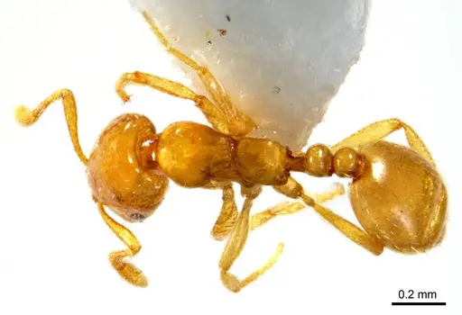 Monomorium arenarium specimen ANTWEB1008674 image antweb1008674_1