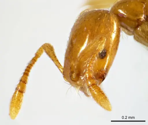 Monomorium arenarium specimen ANTWEB1008674 image antweb1008674_3