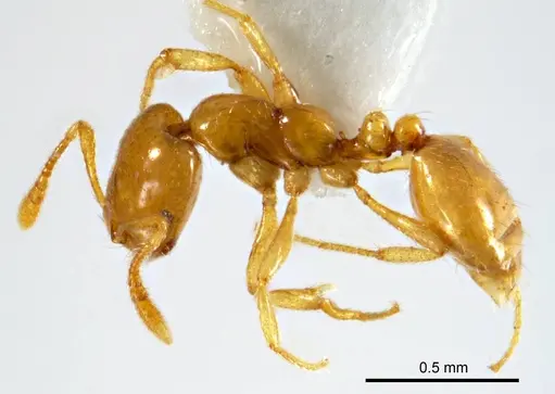 Monomorium arenarium specimen ANTWEB1008674 image antweb1008674_4