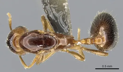Monomorium arenarium specimen CASENT0902290 image casent0902290_1