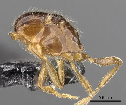 Monomorium arenarium specimen CASENT0902290 image casent0902290_2