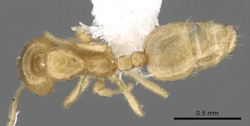 Monomorium arenarium specimen CASENT0902291 image casent0902291_1