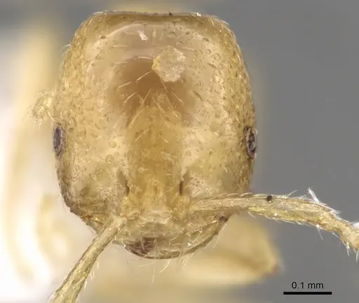 Monomorium arenarium specimen CASENT0902291 image casent0902291_2