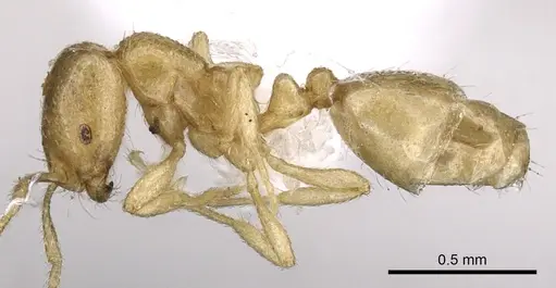 Monomorium arenarium specimen CASENT0902291 image casent0902291_3