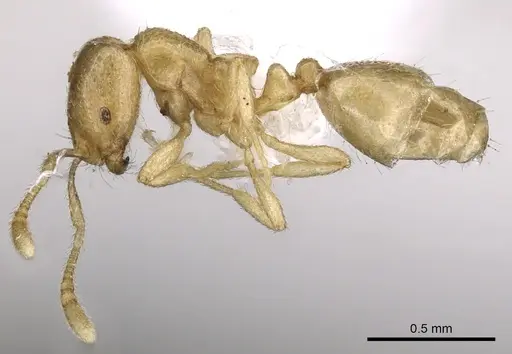 Monomorium arenarium specimen CASENT0902291 image casent0902291_4