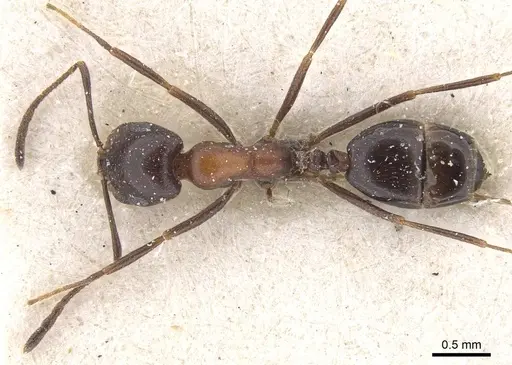 Monomorium arenarium specimen CASENT0913834 image casent0913834_1