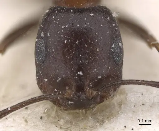 Monomorium arenarium specimen CASENT0913834 image casent0913834_2