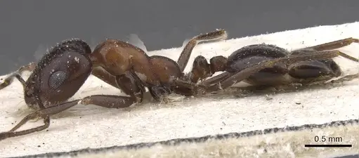 Monomorium arenarium specimen CASENT0913834 image casent0913834_3