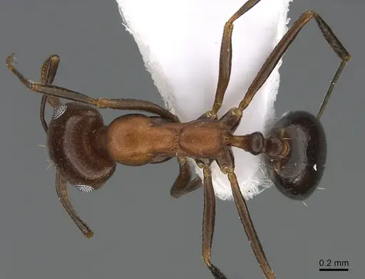 Monomorium areniphilum specimen ANTWEB1041893 image antweb1041893_1