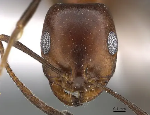 Monomorium areniphilum specimen ANTWEB1041893 image antweb1041893_2