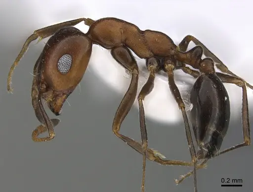 Monomorium areniphilum specimen ANTWEB1041893 image antweb1041893_3