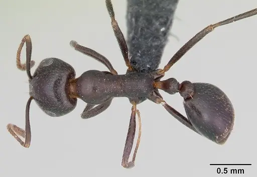 Monomorium areniphilum specimen CASENT0048600 image casent0048600_1