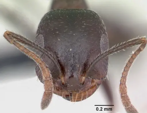 Monomorium areniphilum specimen CASENT0048600 image casent0048600_2