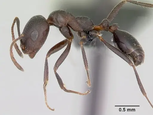 Monomorium areniphilum specimen CASENT0048600 image casent0048600_3