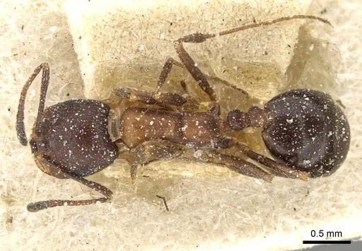 Monomorium areniphilum specimen CASENT0249829 image casent0249829_1