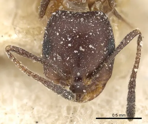 Monomorium areniphilum specimen CASENT0249829 image casent0249829_2