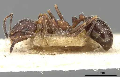 Monomorium areniphilum specimen CASENT0249829 image casent0249829_3