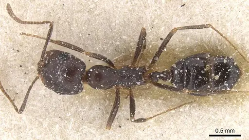 Monomorium areniphilum specimen CASENT0913554 image casent0913554_1