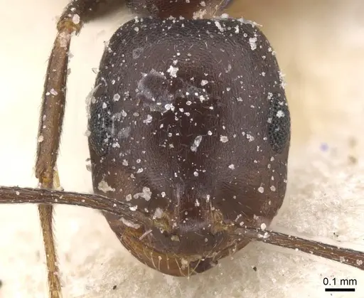 Monomorium areniphilum specimen CASENT0913554 image casent0913554_2
