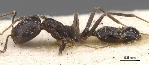 Monomorium areniphilum specimen CASENT0913554 image casent0913554_3