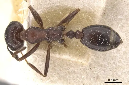 Monomorium areniphilum specimen CASENT0913555 image casent0913555_1
