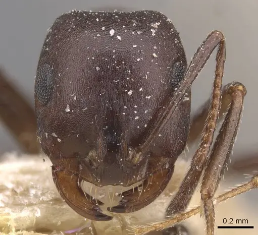 Monomorium areniphilum specimen CASENT0913555 image casent0913555_2