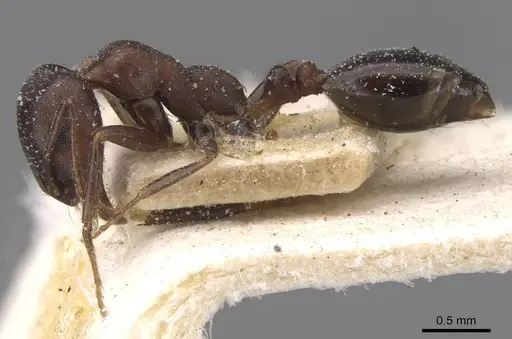 Monomorium areniphilum specimen CASENT0913555 image casent0913555_3