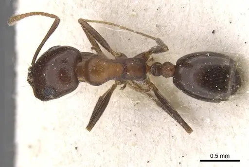 Monomorium areniphilum specimen CASENT0913556 image casent0913556_1