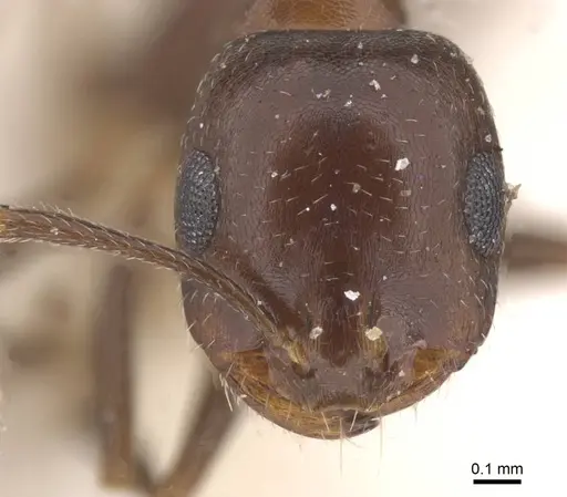 Monomorium areniphilum specimen CASENT0913556 image casent0913556_2