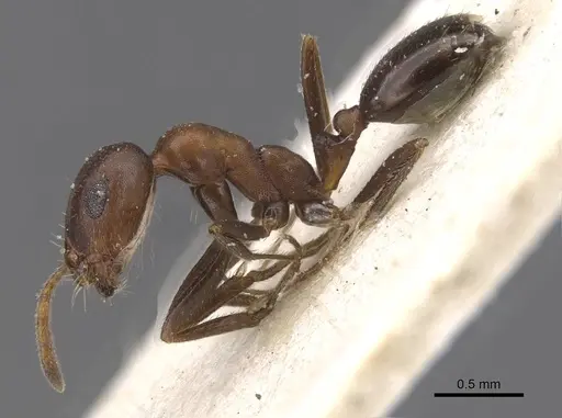 Monomorium areniphilum specimen CASENT0913556 image casent0913556_3