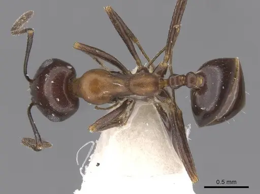 Monomorium areniphilum specimen CASENT0913557 image casent0913557_1