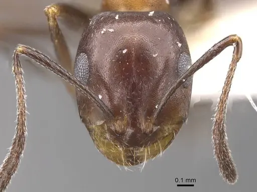 Monomorium areniphilum specimen CASENT0913557 image casent0913557_2