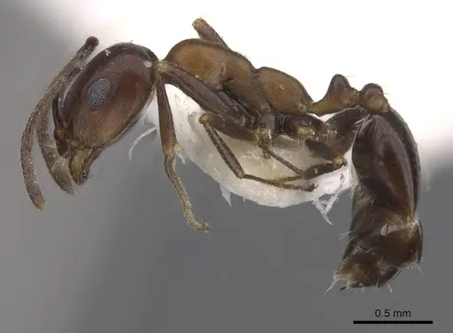 Monomorium areniphilum specimen CASENT0913557 image casent0913557_3