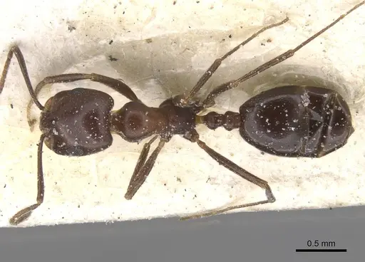 Monomorium areniphilum specimen CASENT0913558 image casent0913558_1