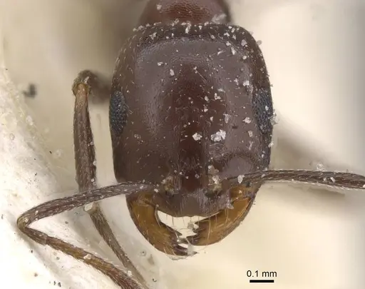 Monomorium areniphilum specimen CASENT0913558 image casent0913558_2