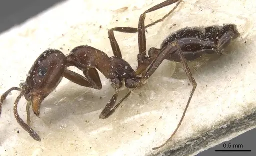 Monomorium areniphilum specimen CASENT0913558 image casent0913558_3