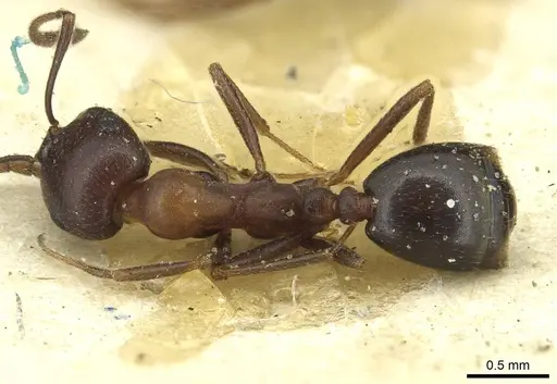 Monomorium areniphilum specimen CASENT0913559 image casent0913559_1