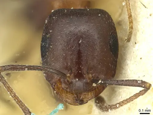 Monomorium areniphilum specimen CASENT0913559 image casent0913559_2