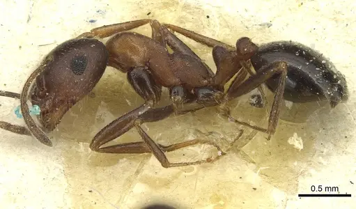 Monomorium areniphilum specimen CASENT0913559 image casent0913559_3