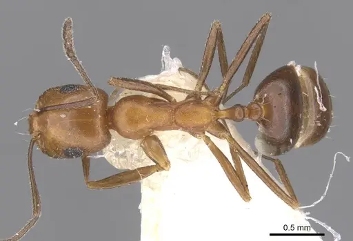 Monomorium areniphilum specimen CASENT0913800 image casent0913800_1