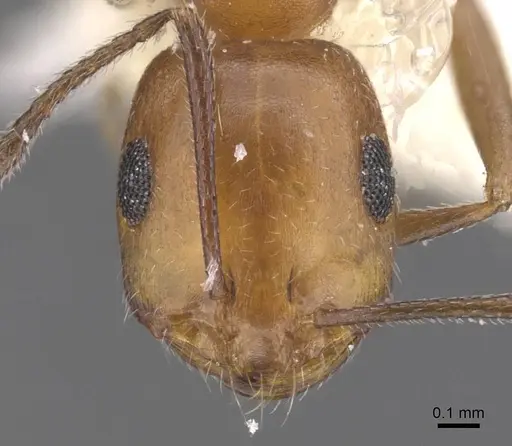 Monomorium areniphilum specimen CASENT0913800 image casent0913800_2