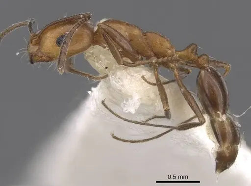 Monomorium areniphilum specimen CASENT0913800 image casent0913800_3