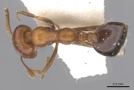 Monomorium areniphilum specimen CASENT0913824 image casent0913824_1